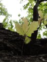 ESG14aB_0590_js2095