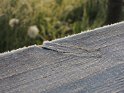ESG14aE_0430_js2438